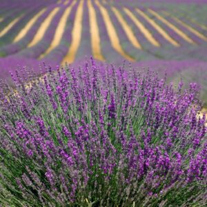 lavanda