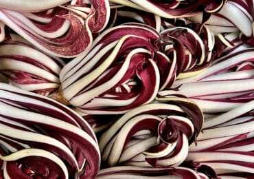 Radicchio Rosso Treviso