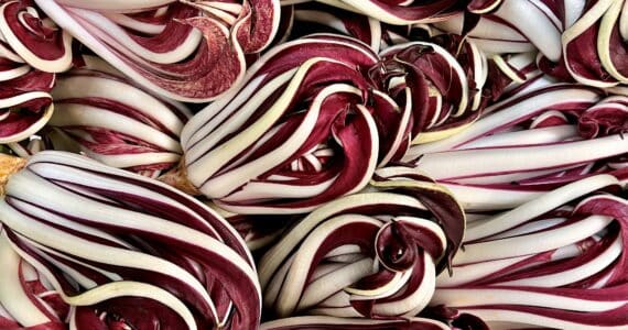 Radicchio Rosso Treviso