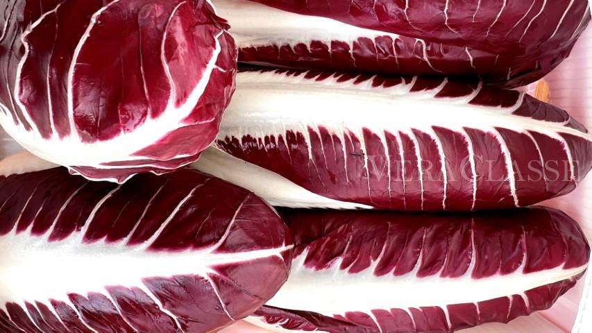 Radicchio Rosso di Treviso