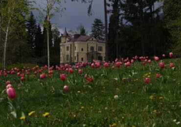 Tulipani