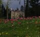 Tulipani
