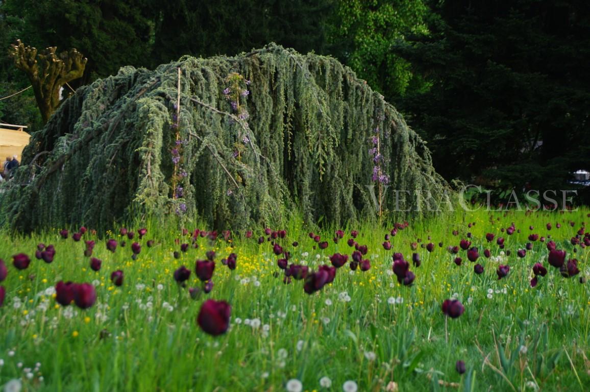 Tulipani Parco Levico