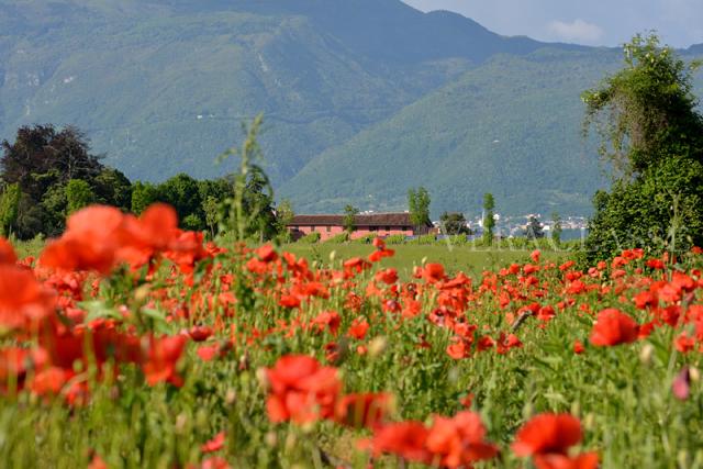 Colle Umberto