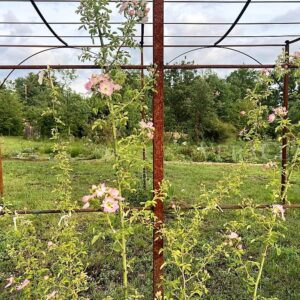 Vaucluse in Provenza, itinerario in Francia tra castelli e giardini in fiore