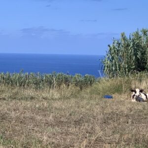 Alla scoperta delle spiagge incantevoli delle Azzorre