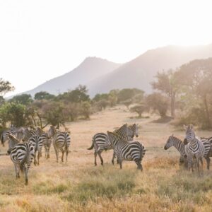 Safari in Kenya: esperienza di lusso nella Masai Mara