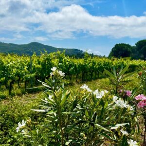 Isola d’Elba tra mare, vino e tradizioni
