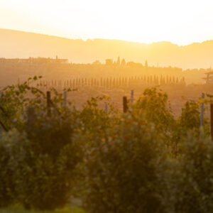 Laqua Vineyard Cannavacciuolo Toscana