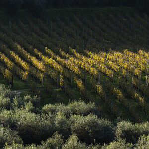 Laqua Vineyard Cannavacciuolo Toscana