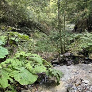 Valle dei mulini Gallio Asiago