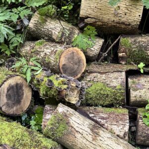 Valle dei mulini Gallio Asiago