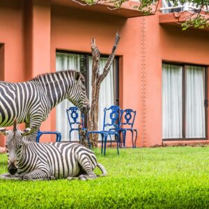 avani_victoria_falls_resort_2_zebra-grazing