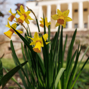 Villa Almerico-Capra La Rotonda Vicenza