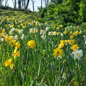 Villa Almerico-Capra La Rotonda Vicenza
