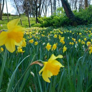 Villa Almerico-Capra La Rotonda Vicenza