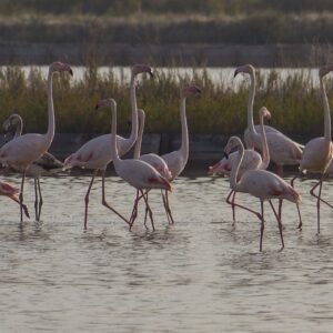 Salina di Cervia Roberto Arlotti