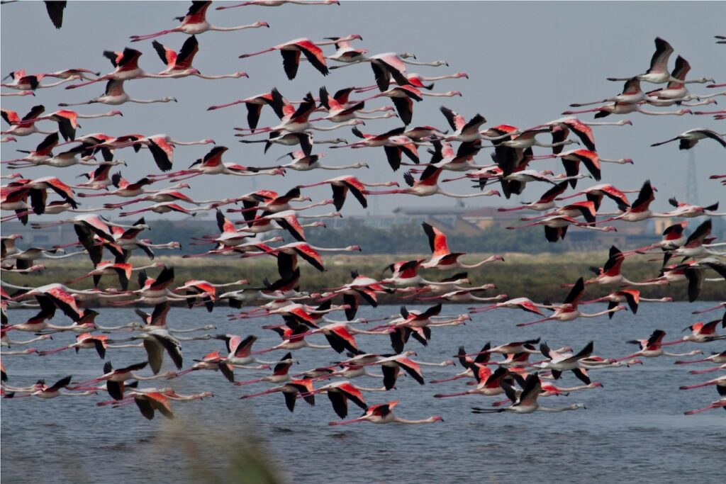 Salina di Cervia