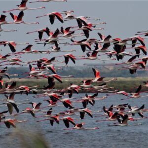 Salina di Cervia