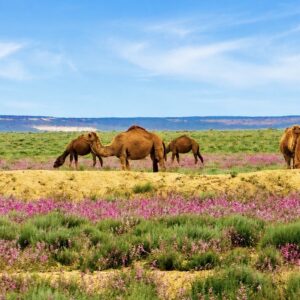 Turkmenistan: guida completa tra deserto del Karakum, Merv e la Porta dell’Inferno