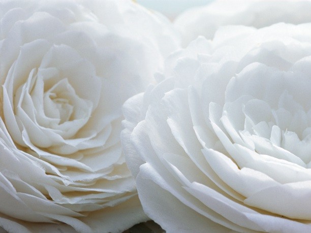 Chanel, Hydra Beauty Serum