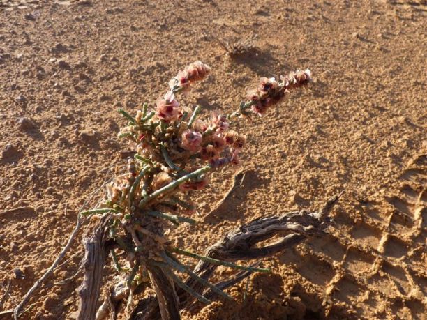 Foto da un viaggio in Tunisia, reportage del deserto