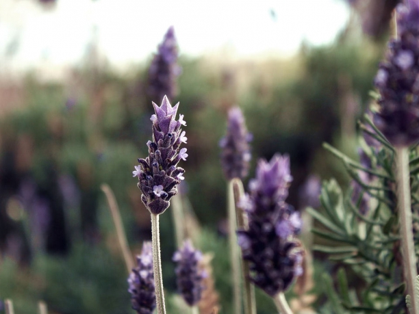 Tour della Provenza, la strada della lavanda