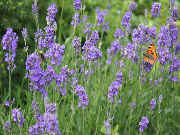 Tour della Provenza, la strada della lavanda