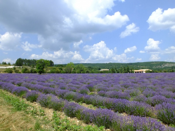 Tour della Provenza, la strada della lavanda