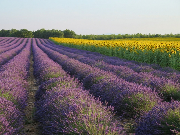 Tour della Provenza, la strada della lavanda