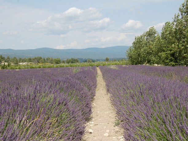 Tour della Provenza, la strada della lavanda