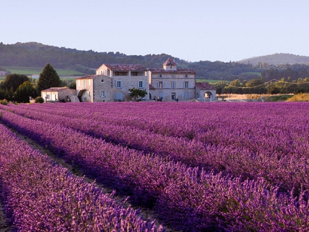 Tour della Provenza, la strada della lavanda