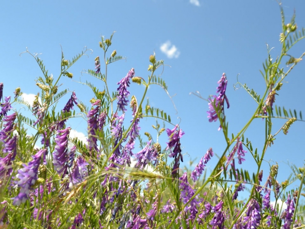 Tour della Provenza, la strada della lavanda