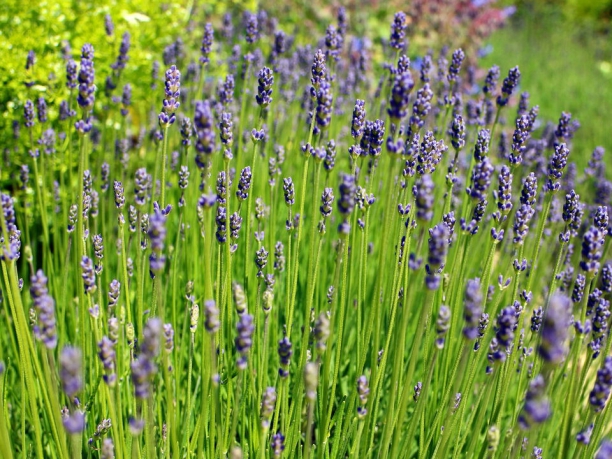 Tour della Provenza, la strada della lavanda