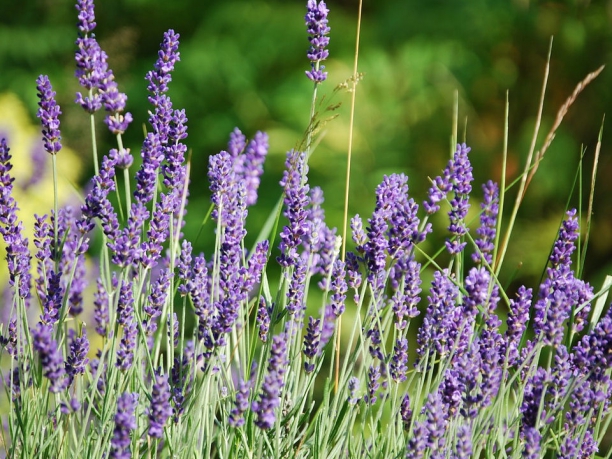 Tour della Provenza, la strada della lavanda
