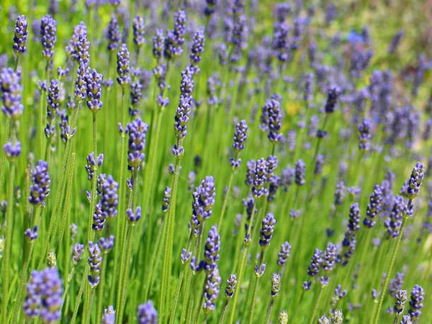 Tour della Provenza, la strada della lavanda