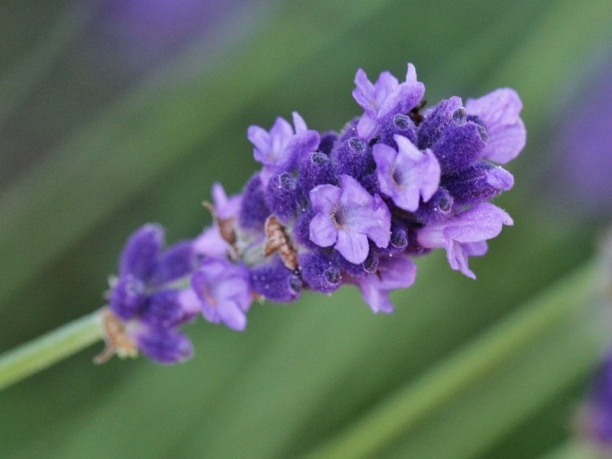 Tour della Provenza, la strada della lavanda