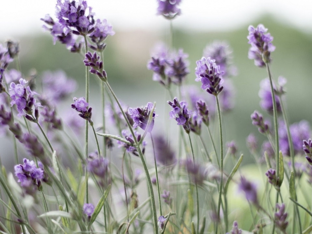 Tour della Provenza, la strada della lavanda