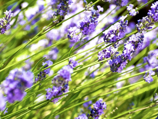 Tour della Provenza, la strada della lavanda