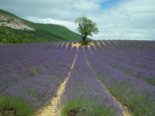 Tour della Provenza, la strada della lavanda
