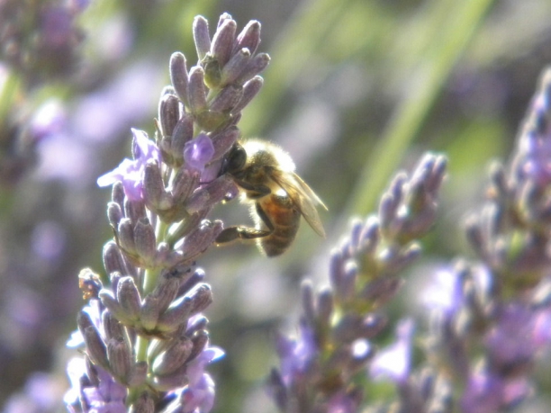 Tour della Provenza, la strada della lavanda