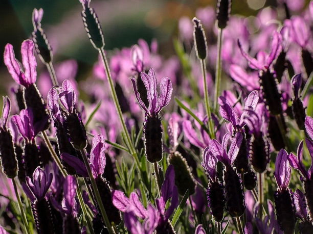 Tour della Provenza, la strada della lavanda