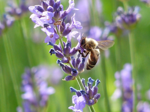 Tour della Provenza, la strada della lavanda