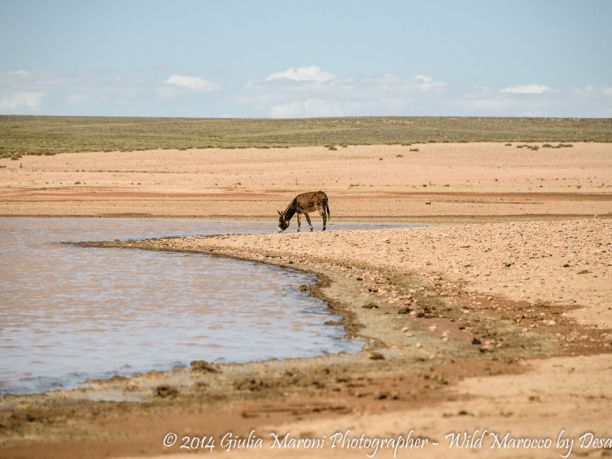 Natale e Capodanno in Marocco a bordo di un fuoristrada 4×4