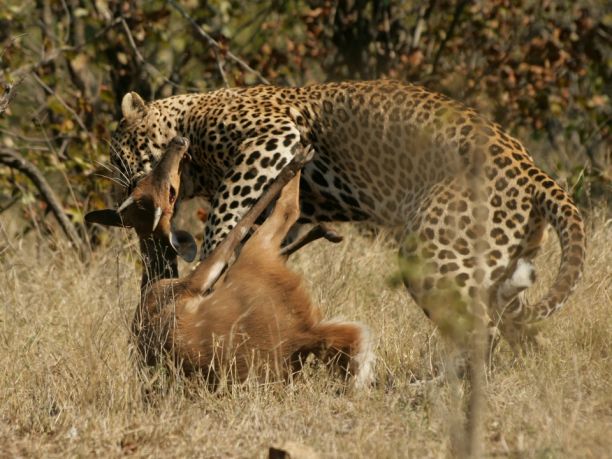 Safari in Sudafrica per le famiglie con bambini