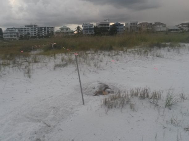 Siesta Key in Florida: guida ad una delle migliori spiagge d’America con le tartarughe