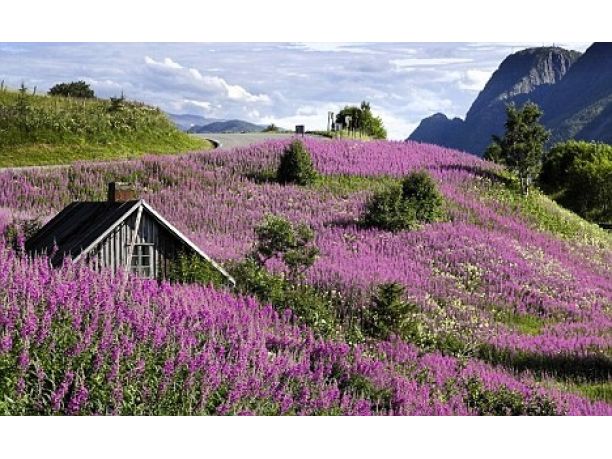 Tour naturalistico della Norvegia: fiordi, laghi e montagne