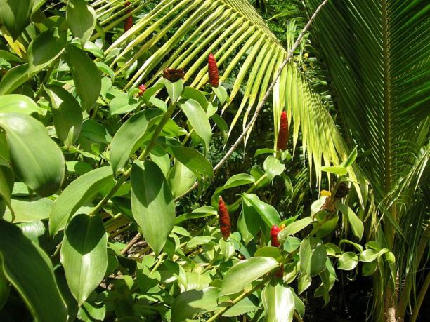 Trinidad e Tobago, alla ricerca della biodiversità in un paradiso caraibico