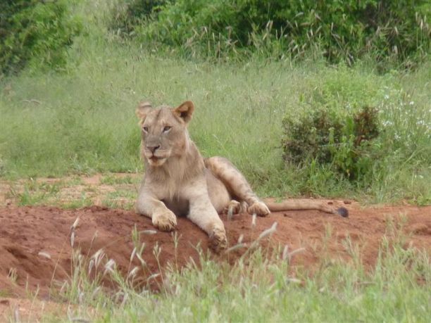 Viaggi safari in Africa per l’estate