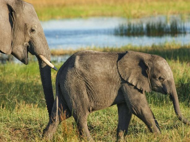 Viaggio in Botswana: safari e avventura nei campi tendati